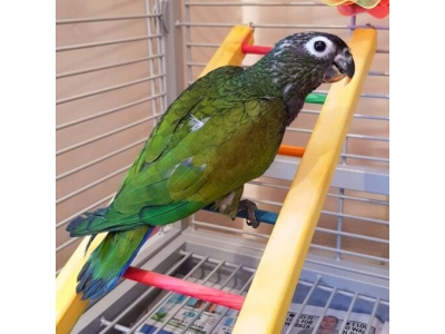 pionus-parrots