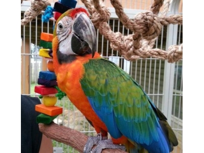 macaw-parrots-uk