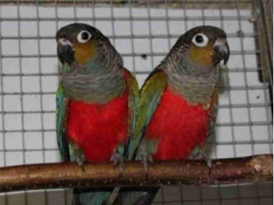 conure-parrots-uk