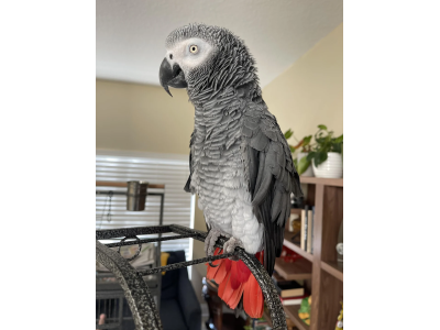 african-grey-parrots