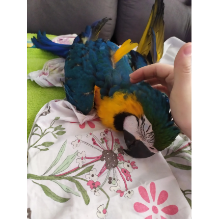 baby-blue-gold-macaw-v0-iod4mvfyu22a1