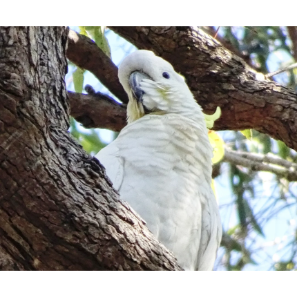 dont-trust-these-faces-sulphur-crested-cockatoos-goodwood-v0-84h1ybj0xw0b1