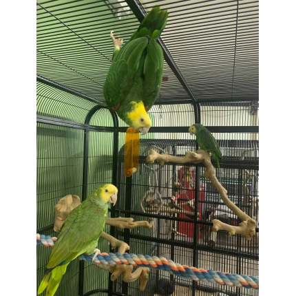 double-yellow-headed-amazons-v0-syt34ak5qvkd1