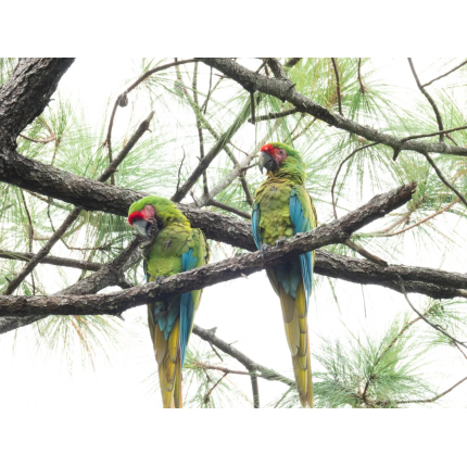 i-went-to-a-military-macaw-ara-militaris-sanctuary-in-v0-4cd7eyicp3qd1