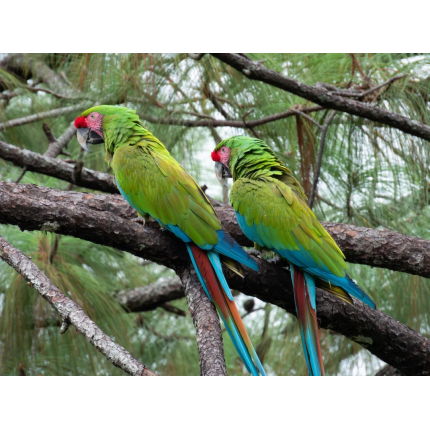 i-went-to-a-military-macaw-ara-militaris-sanctuary-in-v0-9lt05sicp3qd1
