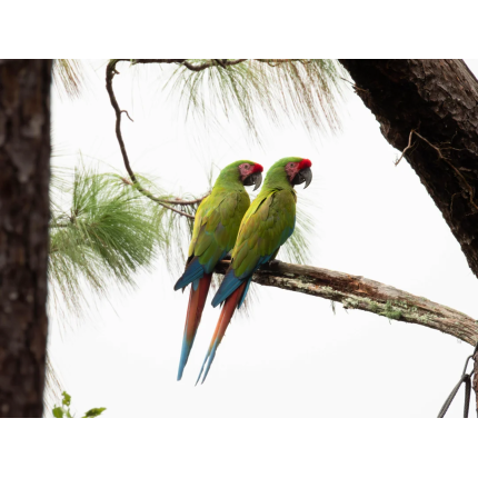 i-went-to-a-military-macaw-ara-militaris-sanctuary-in-v0-f3py3ticp3qd1