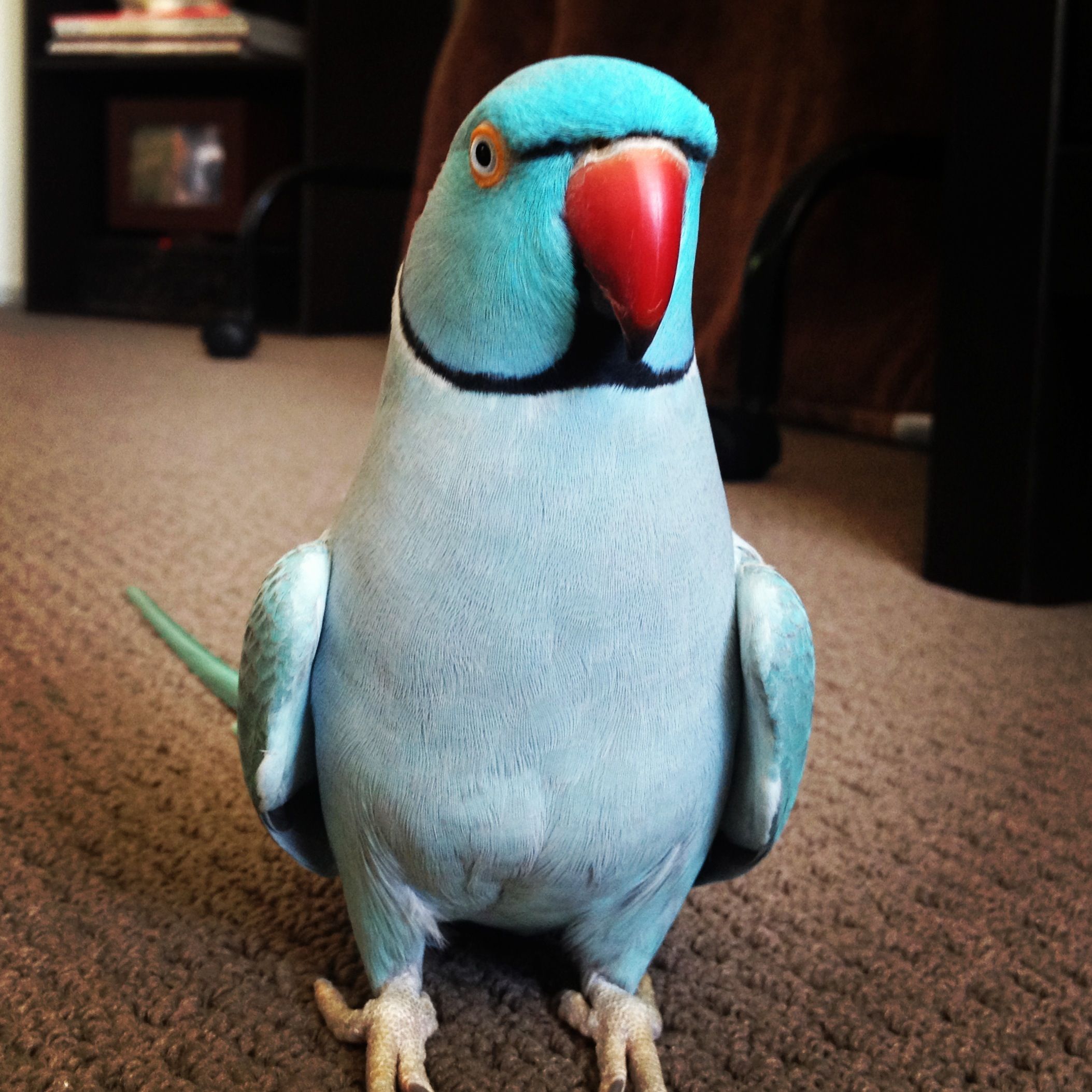 PARAKEET