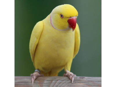 parakeet-for-sale