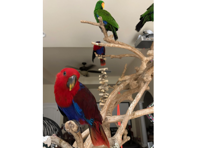 eclectus-parrots-uk