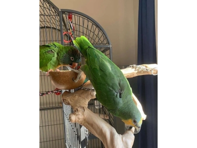 amazon-parrots