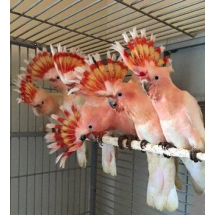 these-major-mitchell-leadbeater-cockatoos-v0-dyy5w1r1vhad1