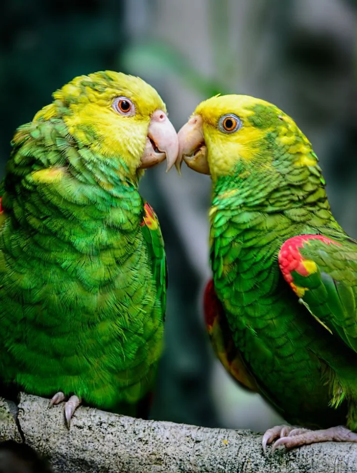 AMAZON PARROTS