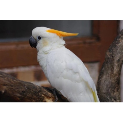 Citron-crested-cockatoo-2-600×400