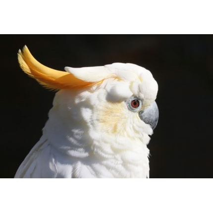 Citron-crested-cockatoo-3-591×400