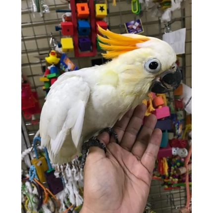 Citron-crested-cockatoo-5-600×750