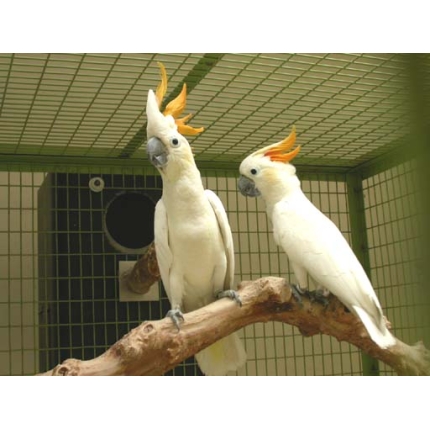 Citron-crested-cockatoo-6