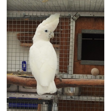 Ducorps-Cockatoo-1-600×683
