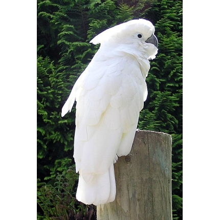 Ducorps-Cockatoo
