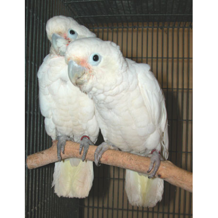 GOFFINS-COCKATOO-5