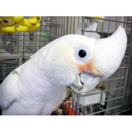 GOFFINS-COCKATOO-533×400