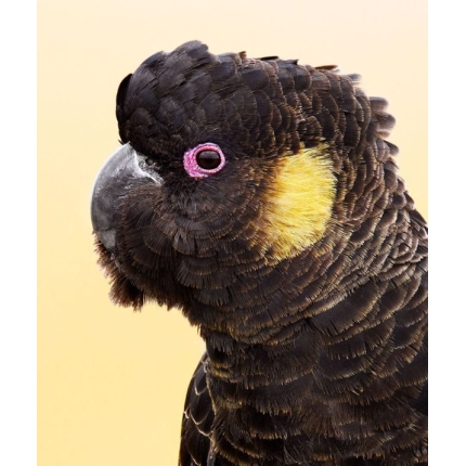 Glossy-Black-Cockatoo-3-600×714