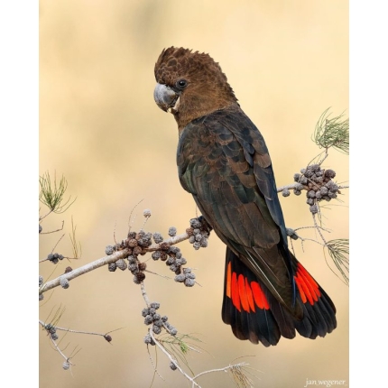 Glossy-Black-Cockatoo-600×750