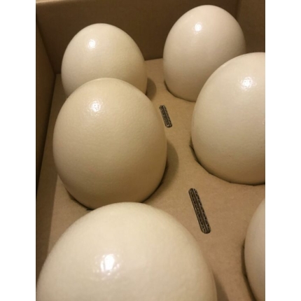ostrich eggs for sale