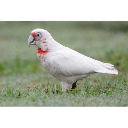 slender billed cockatoo