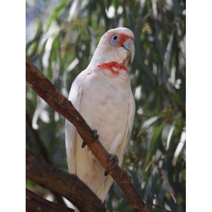 Slender-Billed-Cockatoo-5-600×793