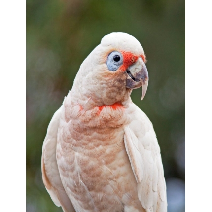 Slender-Billed-Cockatoo-6-600×800