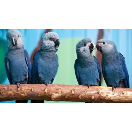 Spixs-Macaw-5-600×338