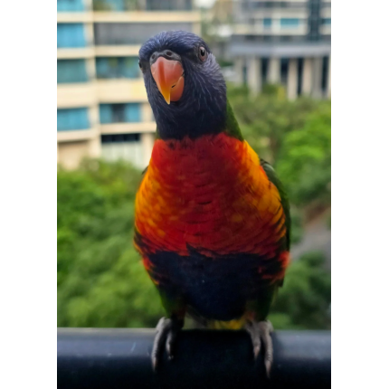 a-couple-of-rainbow-lorikeets-v0-nglx2l8cuh0f1