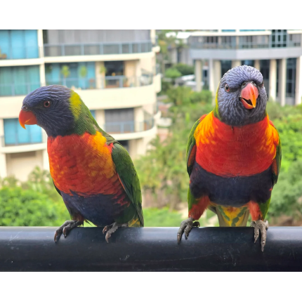 a-couple-of-rainbow-lorikeets-v0-nztgy16auh0f1