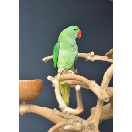 baby-blue-fronted-amazon-parrot-642790-3_800X600 (1)