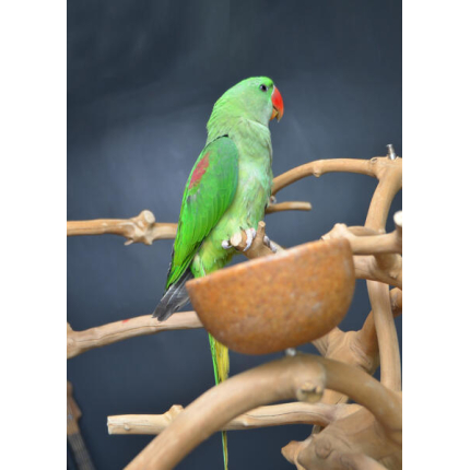 baby-blue-fronted-amazon-parrot-642790-4_800X600