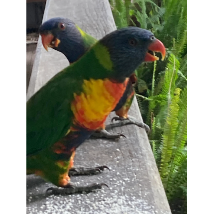 broken-beak-on-wild-rainbow-lorikeet-v0-c3824a5uzq4e1