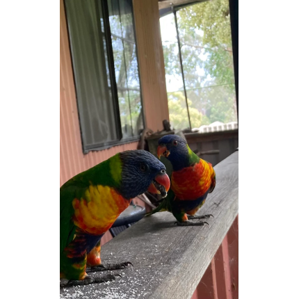 broken-beak-on-wild-rainbow-lorikeet-v0-dttt8v4uzq4e1