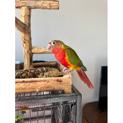 looking-to-rehome-15-month-green-cheek-pineapple-conure-v0-6gam6i50qkye1