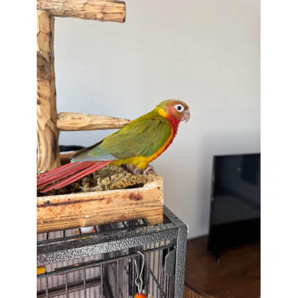 pineapple conure green cheek