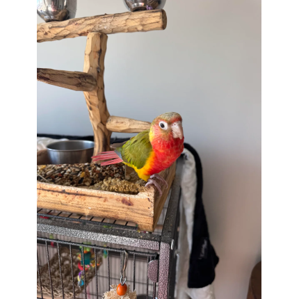 looking-to-rehome-15-month-green-cheek-pineapple-conure-v0-fj78i750qkye1
