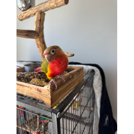 looking-to-rehome-15-month-green-cheek-pineapple-conure-v0-fz1c2850qkye1