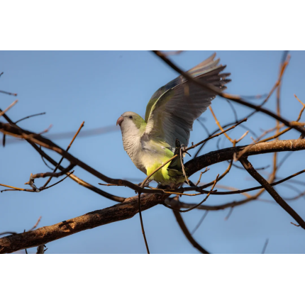 monk-parakeets-of-nj-v0-mtzncrd95ale1