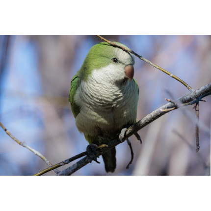 monk-parakeets-of-nj-v0-un500qd95ale1