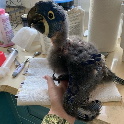 Baby Hyacinth Macaw Parrots
