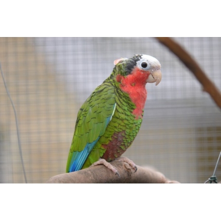 Cuban-Amazon-3