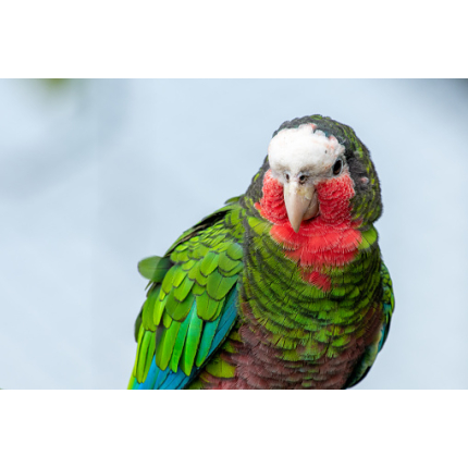 cuban-amazon-4
